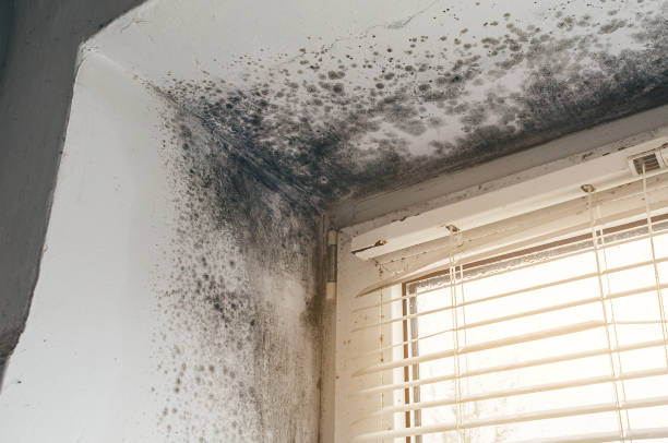 Affordable Basement Mold Removal solutions in Burtonsville, MD