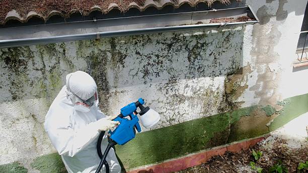 Top rated local Basement Mold Removal specialists in Burtonsville, MD